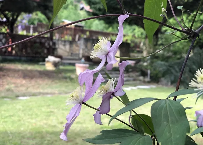 Bed & Breakfast Apollo *